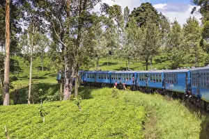 Sri Lanka, Central Province, Kandy to Badulla train alongside tea plantation
