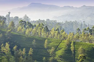 Sri Lanka Gallery: Sri Lanka, Hatton, Castlereagh Lake, Tea Estate