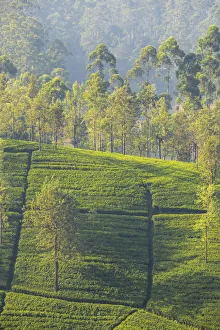 Sri Lanka, Hatton, Castlereagh Lake, Tea Estate