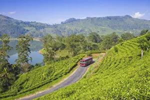 Sri Lanka, Hatton, View of tea estate and Castlereagh Lake
