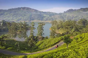 Sri Lanka, Hatton, View of tea estate and Castlereagh Lake