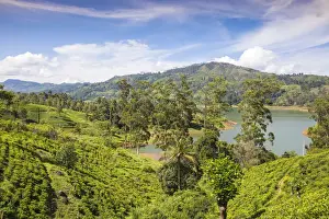 Sri Lanka, Hatton, View of tea estate and Castlereagh Lake