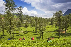 Sri Lanka, Nuwara Eliya disctict, Tea pluckers