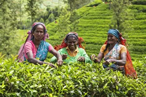 Sri Lanka, Nuwara Eliya disctict, Tea pluckers