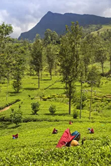 Images Dated 20th June 2018: Sri Lanka, Nuwara Eliya disctict, Tea pluckers