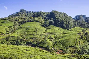 Tea Estates Prints: Sri Lanka, Nuwara Eliya, Edinburgh tea estate
