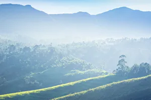 Tea Estates Prints: Sri Lanka, Nuwara Eliya, St Clair