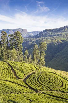 Sri Lankan Prints: Sri Lanka, Nuwara Eliya, St Clair, Tea Estate
