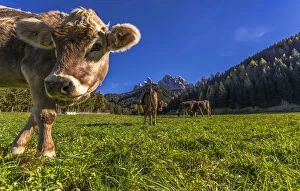 St. Johann in Ranui, Val di Funes, Trentino Alto Adige, Italy. Grazing cows