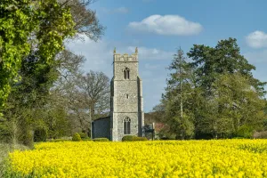 Oilseed Rape Prints: St. Michaels Church in Field of Rape, Hockering, Norfolk, England