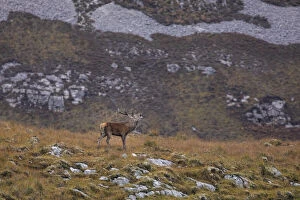 Images Dated 12th August 2021: A stag roars during the rutting season in the Scottish Highlands