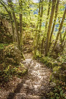 Hiking Trail Prints: Staircase in the Nature Parc de Furfooz near Dinant, Namur, Belgium
