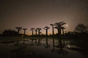 Star-filled Sky over Baobab Trees, (UNESCO World Heritage site), Madagascar