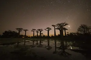 Star-filled Sky over Baobab Trees, (UNESCO World Heritage site), Madagascar