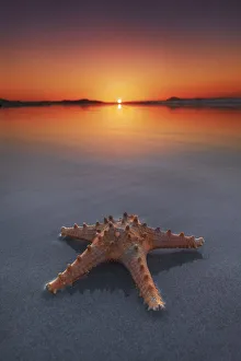 Star fish - New Zealand, North Island, Northland, Far North, Karikari Peninsula, Puheke
