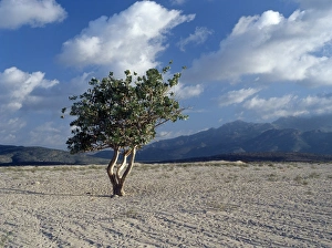 Sparse Prints: The stark beauty of the landscape near Dileesa