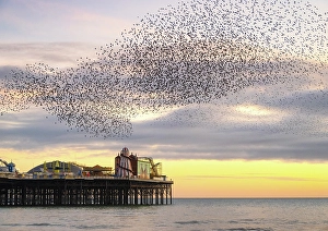 English Channel Prints: Starling murmuration at sunset over the Brighton Palace Pier