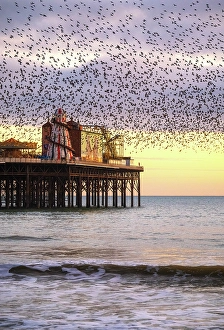 English Channel Prints: Starling murmuration at sunset over the Brighton Palace Pier