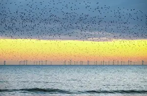 Wind Turbines Prints: Starling murmuration at sunset