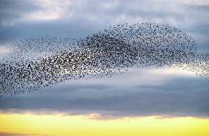 English Channel Prints: Starling murmuration at sunset