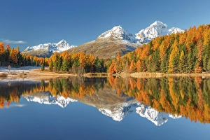 Larch Prints: Staz lake (Stazersee), St Moritz, Graubunden, Engadine, Switzerland