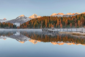 Larch Prints: Staz lake (Stazersee), St Moritz, Graubunden, Engadine, Switzerland