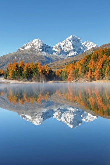 Larch Prints: Staz lake (Stazersee), St Moritz, Graubunden, Engadine, Switzerland