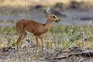 Botswana Prints: Steenbok feeding, Okavango Delta, Botswana