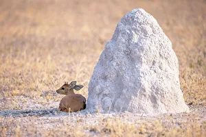 Nxai Pan Prints: Steenbok, Nxai Pan National Park, Botswana
