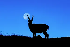 Time Of Day Prints: Steinbock silhouette with the full moon before the night