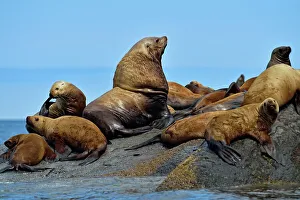 Oceans Seas Prints: Steller/Northern sea lion (Eumetopias jubatus) Harems basking and interacting at year-round haulout site- Garcin Rocks