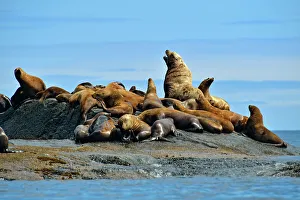Oceans Seas Prints: Steller/Northern sea lion (Eumetopias jubatus) Harems basking and interacting at year-round haulout site- Garcin Rocks