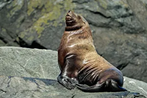 Oceans Seas Prints: Steller/Northern sea lion (Eumetopias jubatus) Individual basking at year-round haulout site- Garcin Rocks
