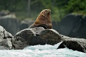 Environmental Prints: Steller sea lion (Eumetopias jubatus) Haulout at Ashby Point
