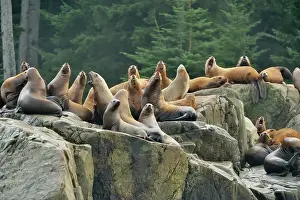 Straits Prints: Steller sea lion (Eumetopias jubatus) Haulout at Ashby Point