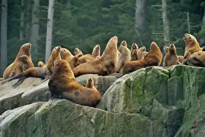 Straits Prints: Steller sea lion (Eumetopias jubatus) Haulout at Ashby Point