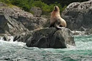 Straits Prints: Steller sea lion (Eumetopias jubatus) Haulout at Ashby Point