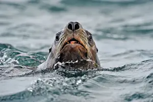 Curious Prints: Steller sea lion (Eumetopias jubatus) Swimming near haulout at Ashby Point