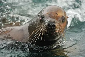 Curious Prints: Steller sea lion (Eumetopias jubatus) Swimming near haulout at Ashby Point