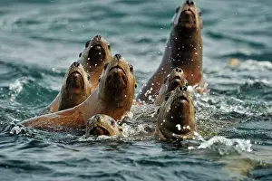Curious Prints: Steller sea lion (Eumetopias jubatus) Swimming near haulout at Ashby Point