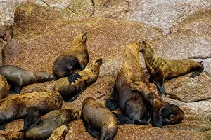 Resting Prints: Steller sea lion, northern sea lion (Eumetopias jubatus) Colony hauled out on rocks