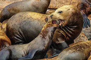 Carnivore Prints: Steller sea lion, northern sea lion (Eumetopias jubatus) Colony hauled out on rocks