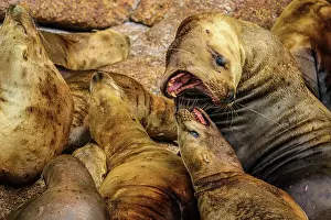 Resting Prints: Steller sea lion, northern sea lion (Eumetopias jubatus) Colony hauled out on rocks
