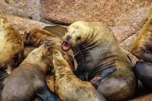 Resting Prints: Steller sea lion, northern sea lion (Eumetopias jubatus) Colony hauled out on rocks