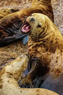 Steller sea lion, northern sea lion (Eumetopias jubatus) Colony hauled out on rocks, Inside Passage, Alaska, USA