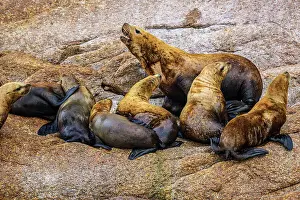 Resting Prints: Steller sea lion, northern sea lion (Eumetopias jubatus) Colony hauled out on rocks