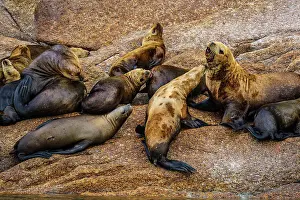 Resting Prints: Steller sea lion, northern sea lion (Eumetopias jubatus) Colony hauled out on rocks
