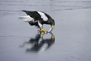 Images Dated 17th February 2021: Stellers sea eagle (Haliaeetus pelagicus) eating fish on sea ice in the Nemuro