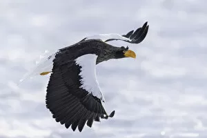 Images Dated 17th February 2021: Stellers sea eagle (Haliaeetus pelagicus) flying over sea ice in the Nemuro Strait
