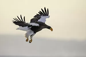 Images Dated 17th February 2021: Stellers sea eagle (Haliaeetus pelagicus) in flight over Nemuro Strait, Hokkaido